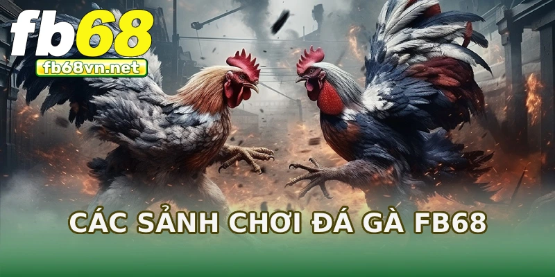 Các sảnh chơi đá gà FB68
