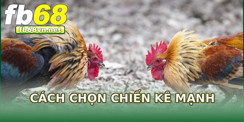 Cách chọn chiến kê mạnh