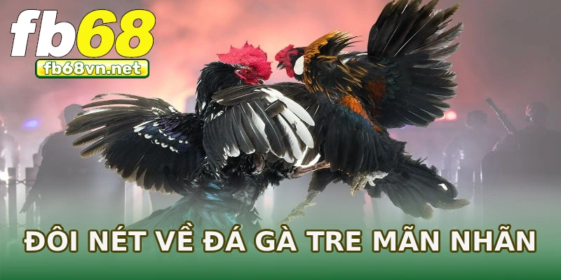 Đôi nét về đá gà tre mãn nhãn