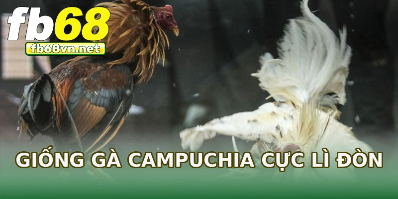 Giống gà Campuchia cực lì đòn