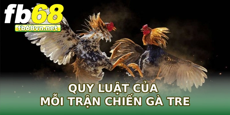 Quy luật của mỗi trận chiến gà tre