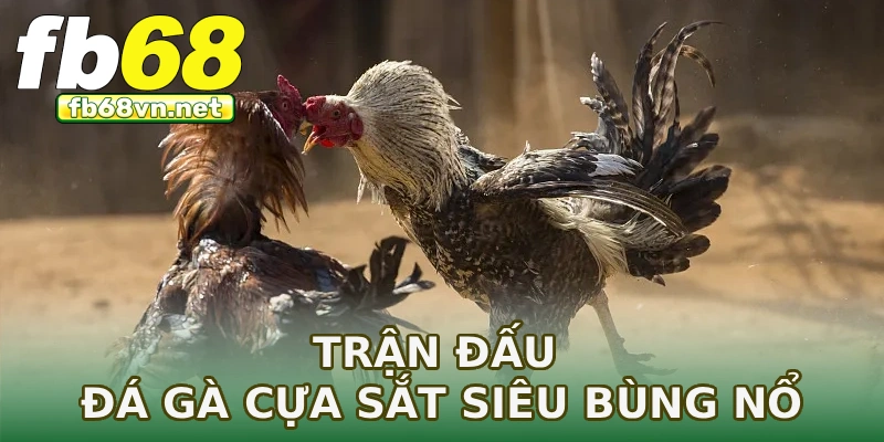 Trận đấu đá gà cựa sắt siêu bùng nổ